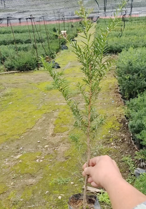 红豆杉苗木批发价格