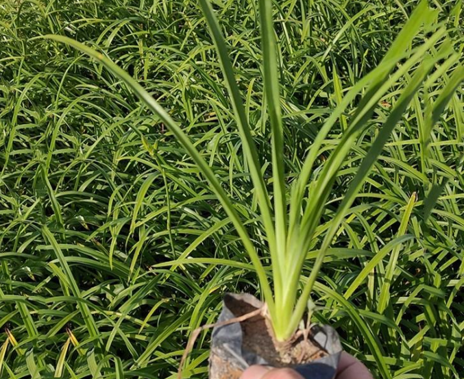 公主岭市各种花苗批发电话
