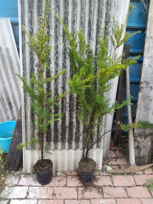 公主岭市红豆杉苗木批发