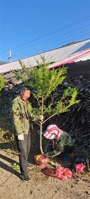 公主岭市红豆杉苗木批发价格