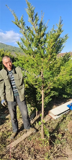 公主岭市红豆杉苗木批发哪里有