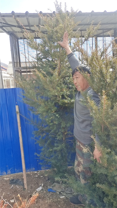 公主岭市红豆杉苗木批发电话