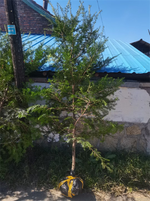 公主岭市红豆杉苗木批发厂家