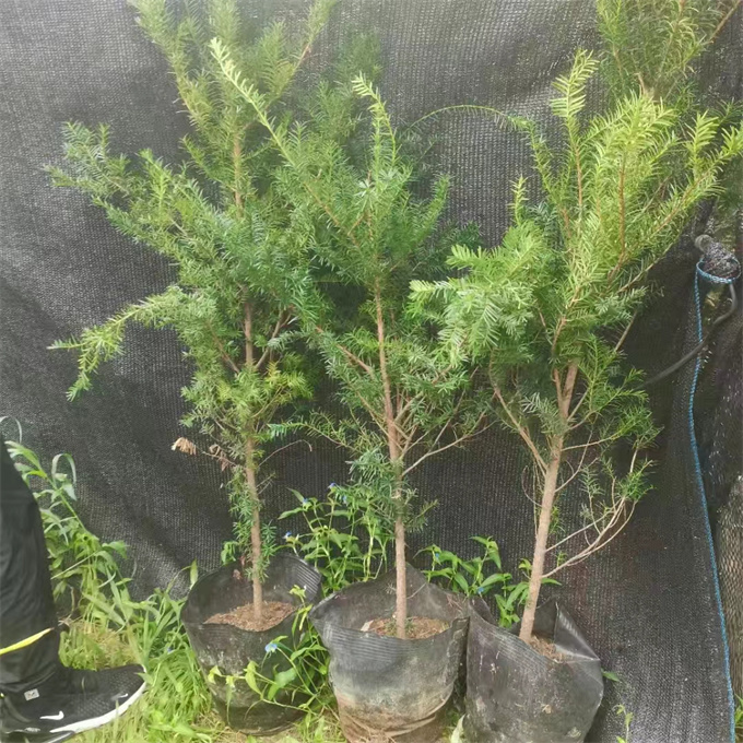 公主岭市红豆杉苗木批发多少钱