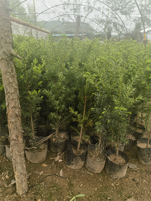 公主岭市红豆杉苗哪里卖