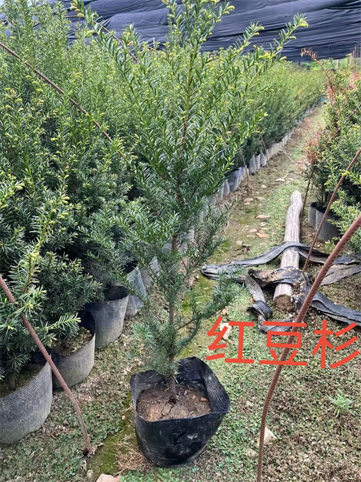 公主岭市吉林红豆杉苗供应