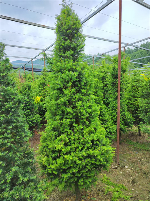 公主岭市吉林红豆杉苗供应哪家好