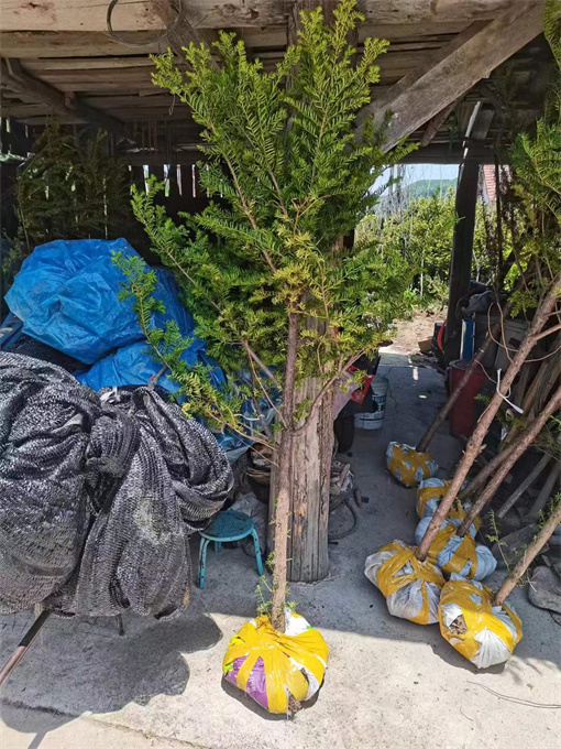 公主岭市公主岭红豆杉苗供应哪家好