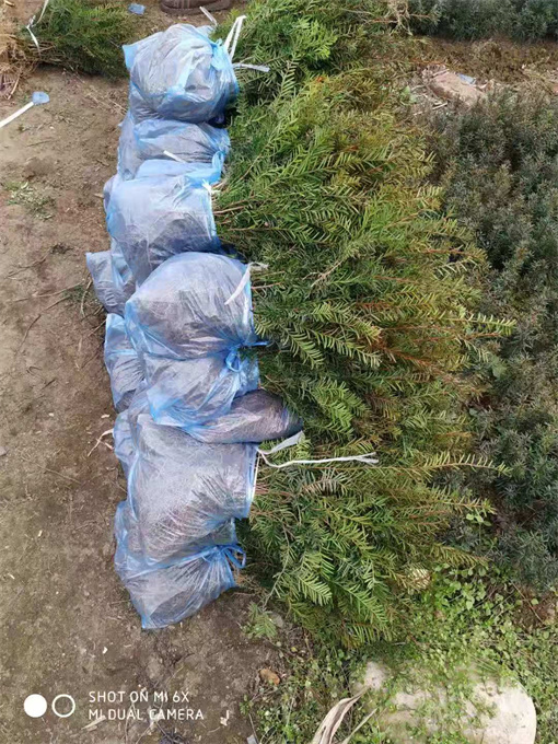 公主岭市红豆杉苗供应公司