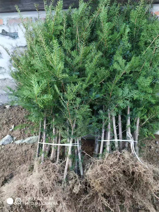 公主岭市吉林红豆杉苗供应公司