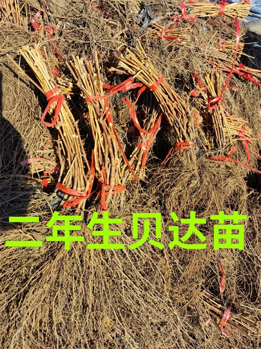 公主岭市葡萄苗批发哪家好