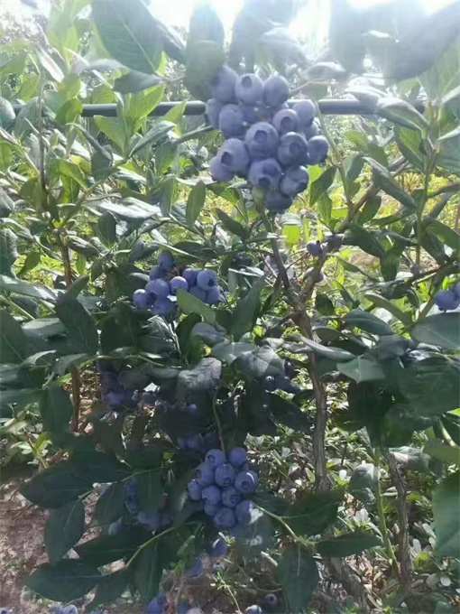 公主岭市蓝莓苗基地供应