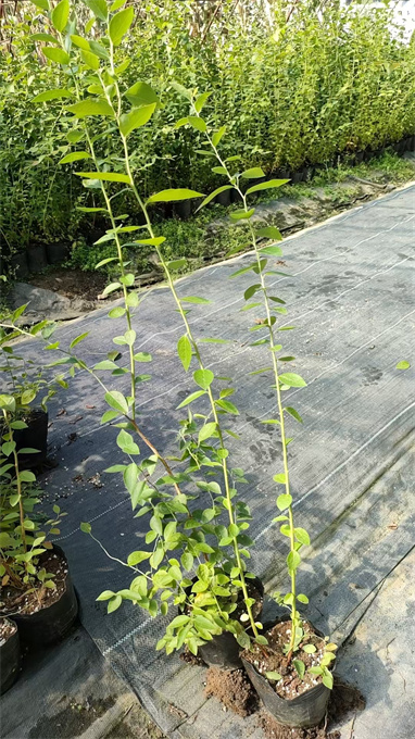 公主岭市蓝莓苗基地供应电话