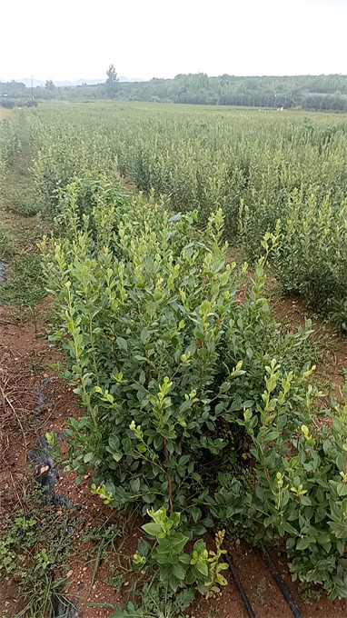 公主岭市蓝莓苗基地供应价格