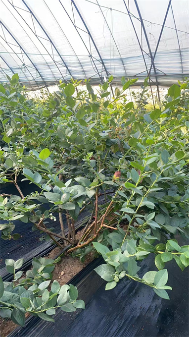 公主岭市蓝莓苗基地批发价格