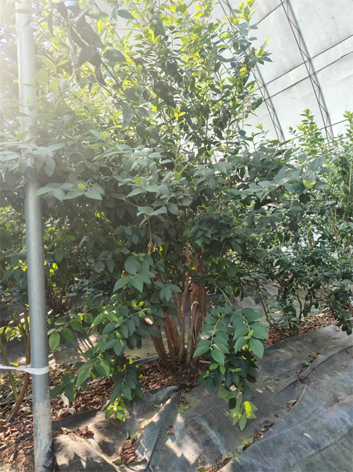 公主岭市蓝莓苗基地批发价格