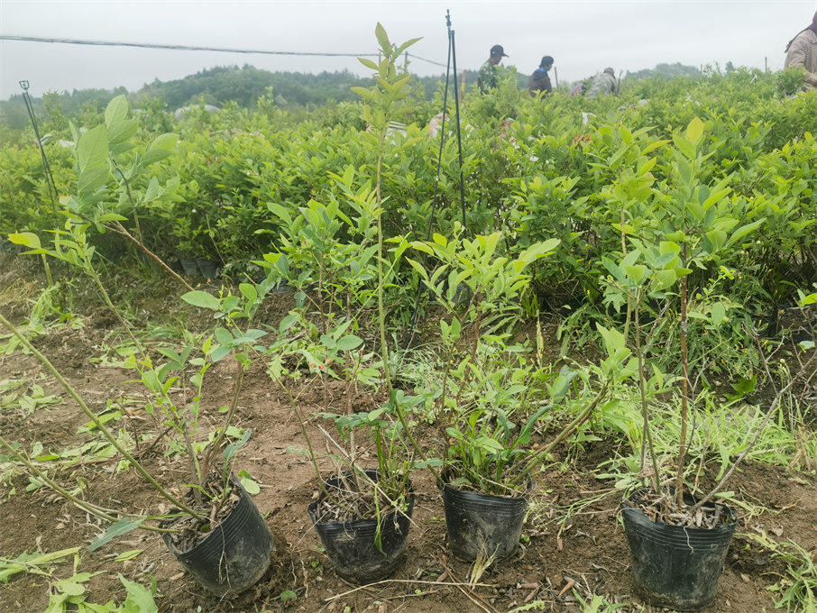 公主岭市蓝莓苗基地批发服务