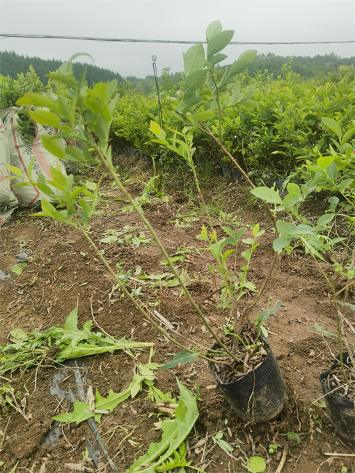 公主岭市蓝莓苗批发基地
