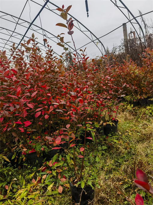 公主岭市蓝莓苗批发电话