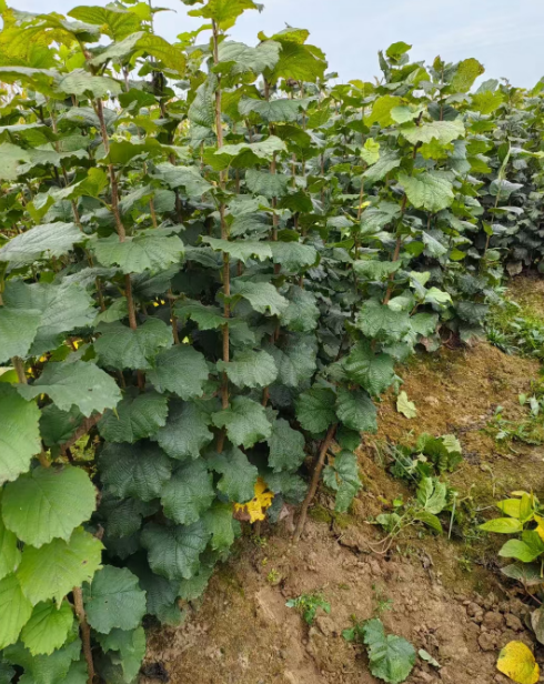 公主岭市果树苗批发供应