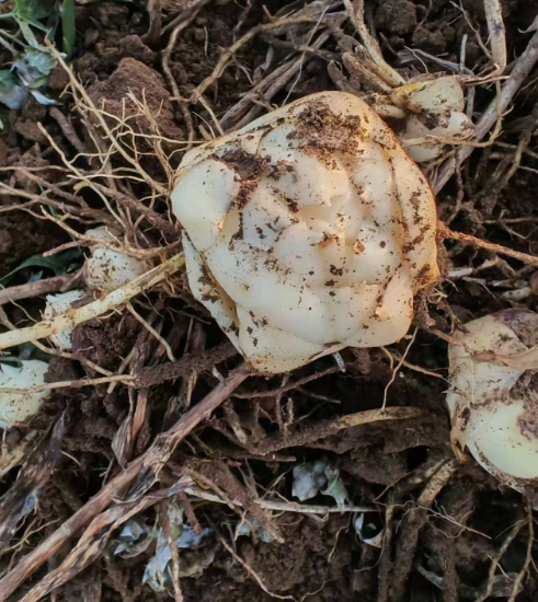 公主岭市吉林各种花苗批发价格