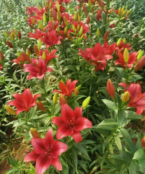公主岭市吉林各种花苗批发电话
