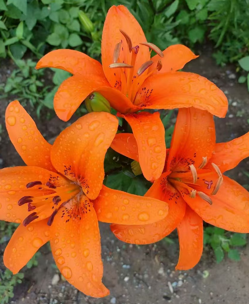公主岭市各种花苗批发基地
