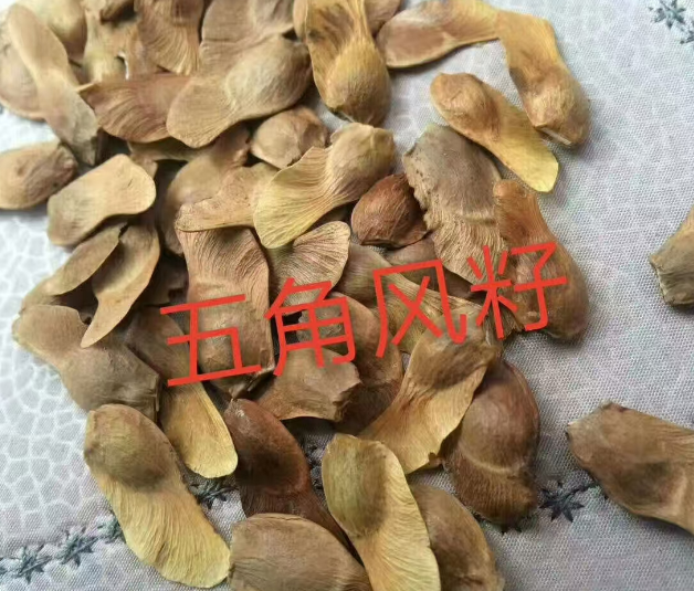 公主岭市公主岭各种树种子供应