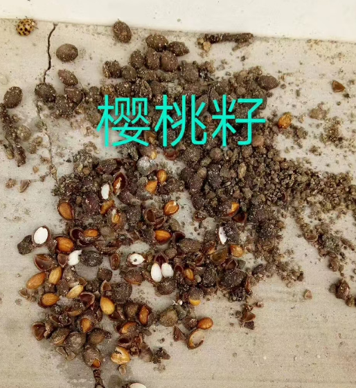 公主岭市各种树种子供应基地