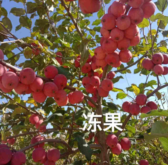 公主岭市吉林果树苗批发价格