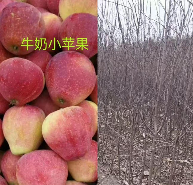 公主岭市吉林果树苗批发基地