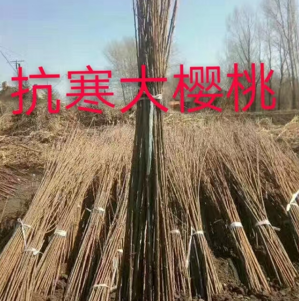 公主岭市公主岭果树苗批发基地
