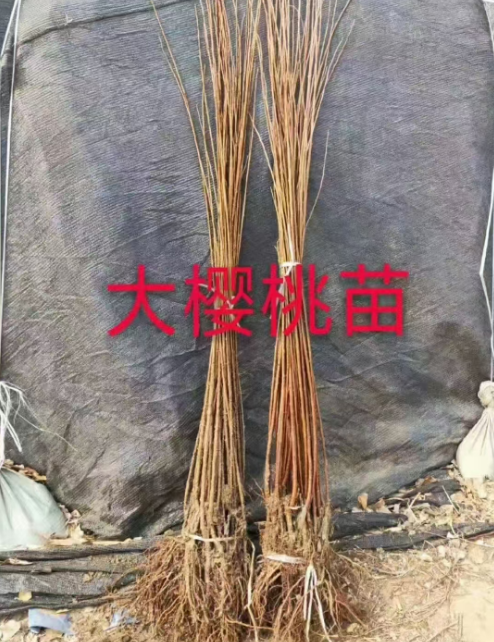 公主岭市公主岭果树苗批发电话