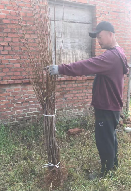 公主岭市吉林李子苗木订购电话