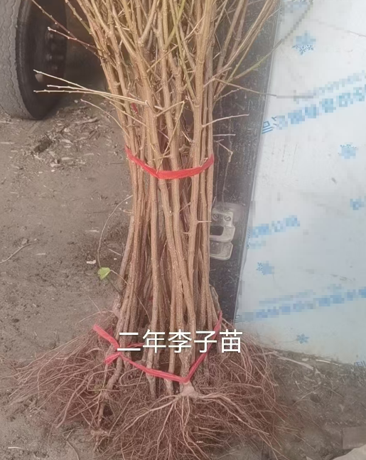 公主岭市吉林李子苗木订购基地