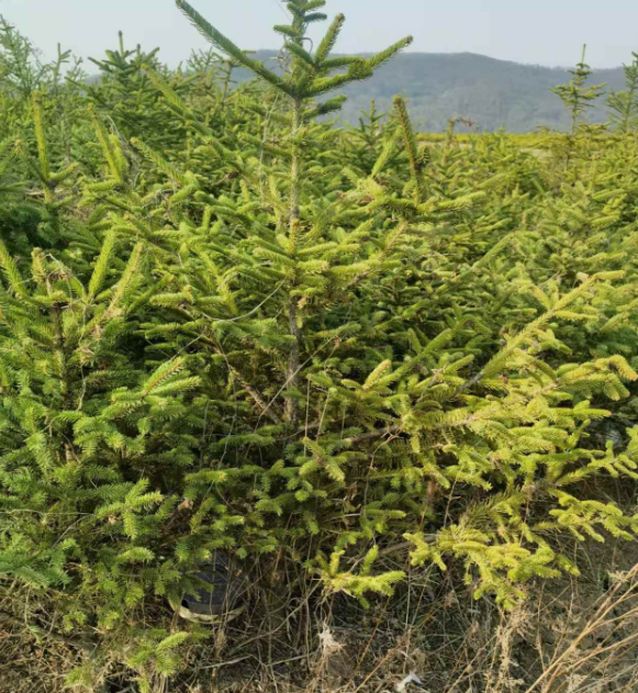 公主岭市吉林绿化树苗批发基地电话