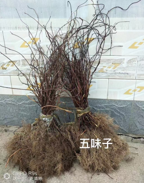 公主岭市药材苗哪里有卖