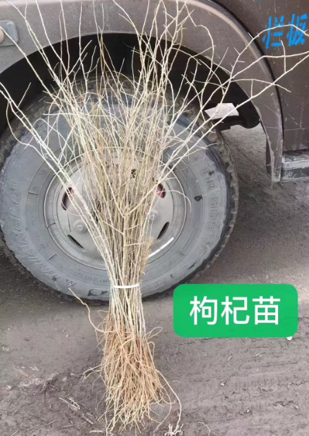 公主岭市吉林药材苗哪里有卖