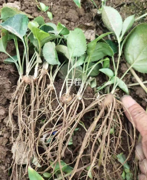 公主岭市公主岭药材苗哪里有卖